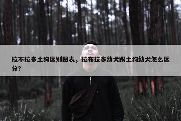 拉不拉多土狗区别图表，拉布拉多幼犬跟土狗幼犬怎么区分?