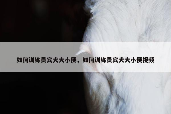 如何训练贵宾犬大小便，如何训练贵宾犬大小便视频