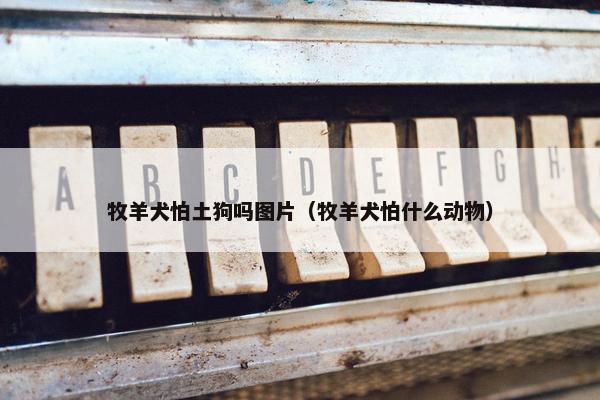 牧羊犬怕土狗吗图片（牧羊犬怕什么动物）