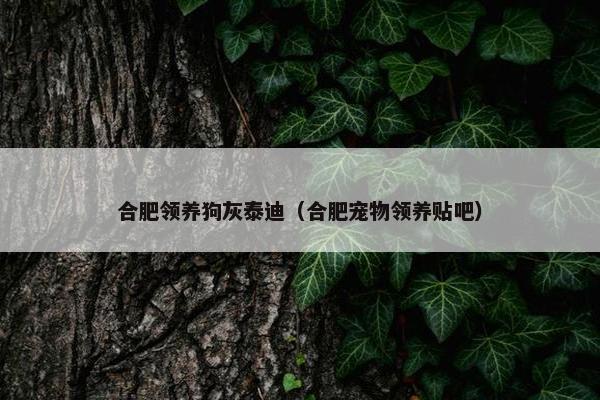 合肥领养狗灰泰迪（合肥宠物领养贴吧）
