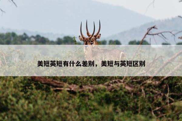 美短英短有什么差别，美短与英短区别