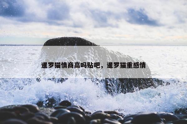 暹罗猫情商高吗贴吧，暹罗猫重感情