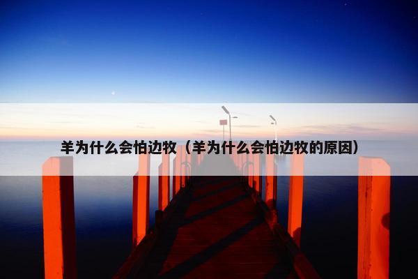 羊为什么会怕边牧（羊为什么会怕边牧的原因）