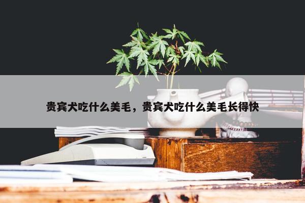 贵宾犬吃什么美毛，贵宾犬吃什么美毛长得快