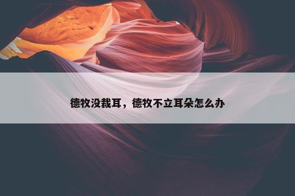 德牧没裁耳，德牧不立耳朵怎么办
