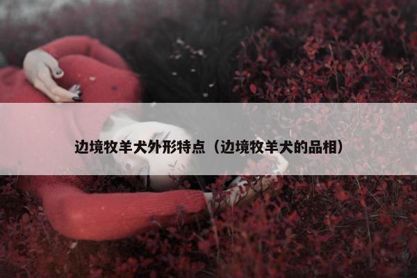 边境牧羊犬外形特点（边境牧羊犬的品相）