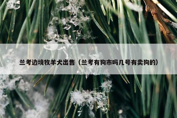 兰考边境牧羊犬出售（兰考有狗市吗几号有卖狗的）