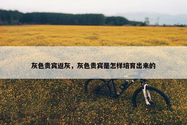 灰色贵宾返灰，灰色贵宾是怎样培育出来的