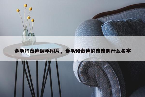 金毛狗泰迪握手图片，金毛和泰迪的串串叫什么名字
