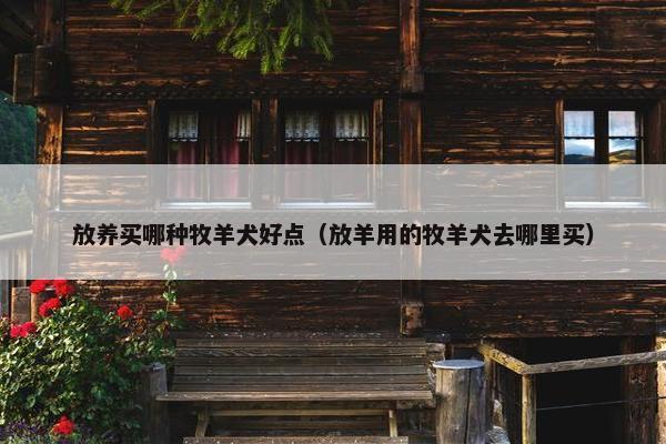 放养买哪种牧羊犬好点（放羊用的牧羊犬去哪里买）