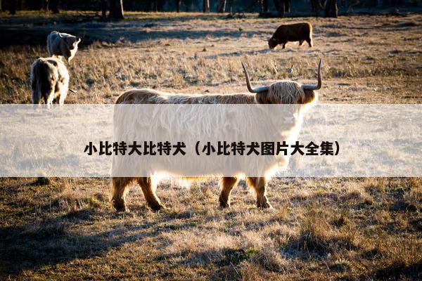 小比特大比特犬（小比特犬图片大全集）