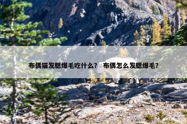 布偶猫发腮爆毛吃什么？ 布偶怎么发腮爆毛？