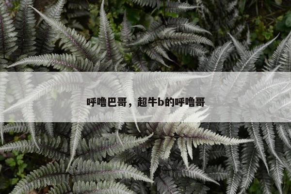 呼噜巴哥，超牛b的呼噜哥