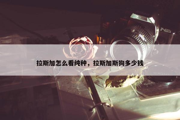 拉斯加怎么看纯种，拉斯加斯狗多少钱