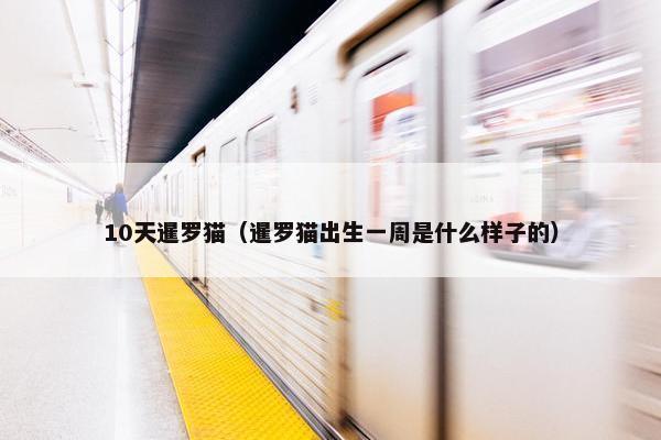 10天暹罗猫（暹罗猫出生一周是什么样子的）