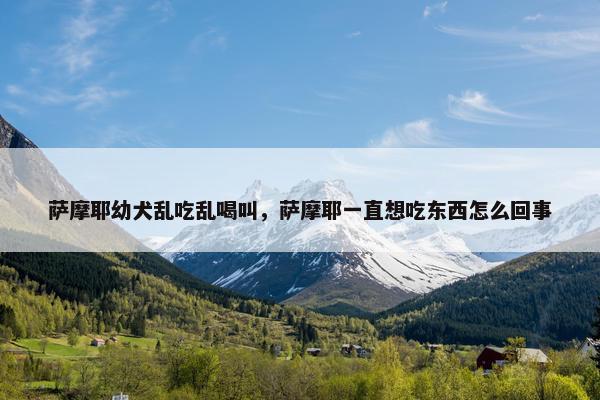 萨摩耶幼犬乱吃乱喝叫，萨摩耶一直想吃东西怎么回事