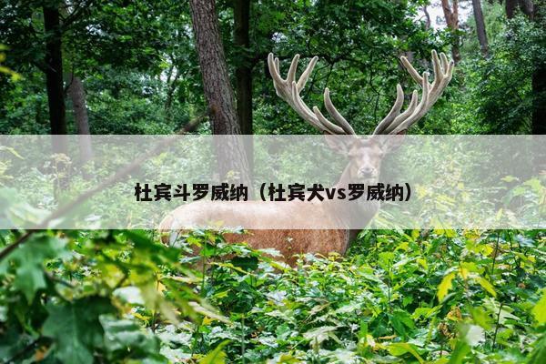 杜宾斗罗威纳（杜宾犬vs罗威纳）