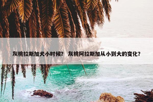 灰桃拉斯加犬小时候？ 灰桃阿拉斯加从小到大的变化？