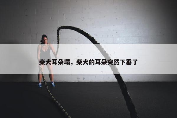 柴犬耳朵塌，柴犬的耳朵突然下垂了