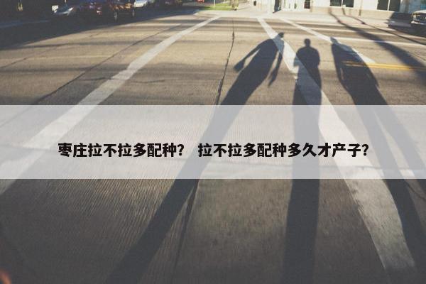 枣庄拉不拉多配种？ 拉不拉多配种多久才产子？
