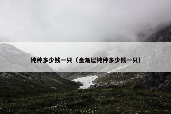 纯种多少钱一只（金渐层纯种多少钱一只）