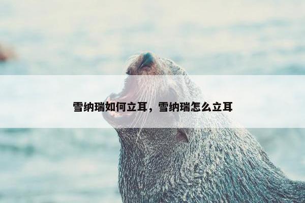 雪纳瑞如何立耳，雪纳瑞怎么立耳