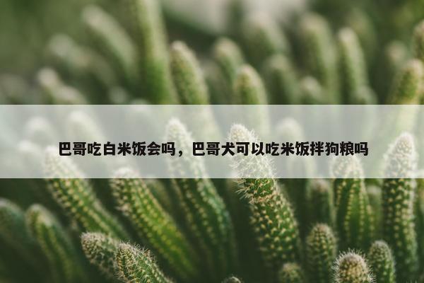 巴哥吃白米饭会吗，巴哥犬可以吃米饭拌狗粮吗