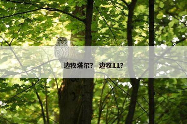 边牧塔尔？ 边牧11？