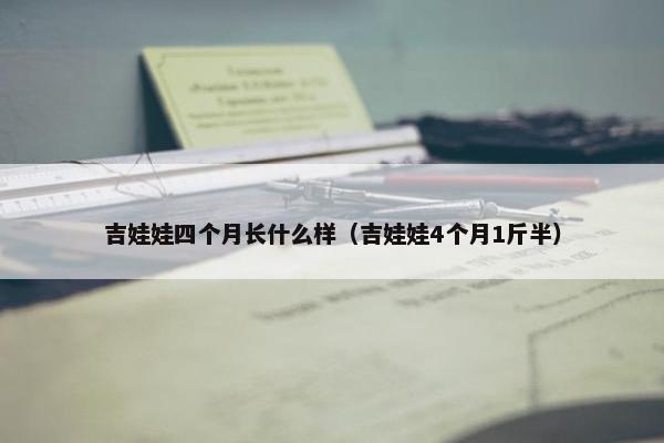 吉娃娃四个月长什么样（吉娃娃4个月1斤半）