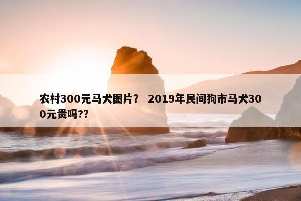 农村300元马犬图片？ 2019年民间狗市马犬300元贵吗?？