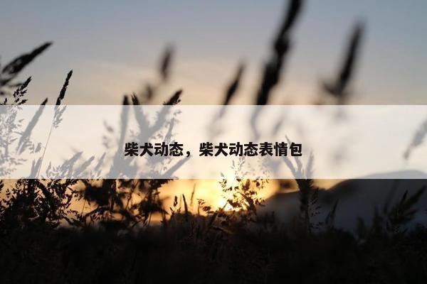柴犬动态，柴犬动态表情包