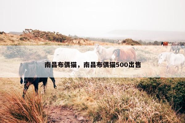 南昌布偶猫，南昌布偶猫500出售