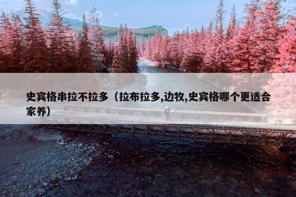 史宾格串拉不拉多（拉布拉多,边牧,史宾格哪个更适合家养）