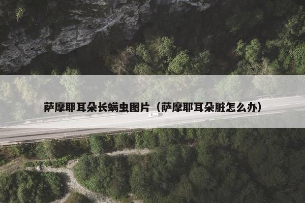 萨摩耶耳朵长螨虫图片（萨摩耶耳朵脏怎么办）