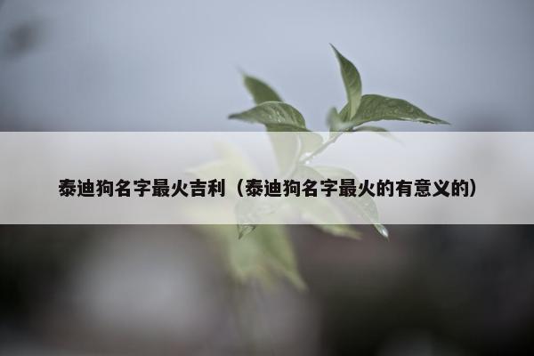 泰迪狗名字最火吉利（泰迪狗名字最火的有意义的）