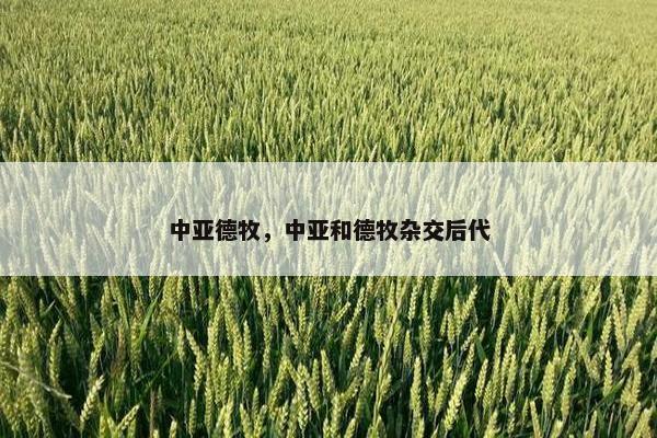 中亚德牧，中亚和德牧杂交后代