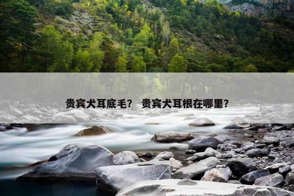 贵宾犬耳底毛？ 贵宾犬耳根在哪里？