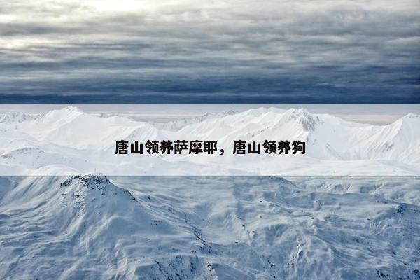 唐山领养萨摩耶，唐山领养狗