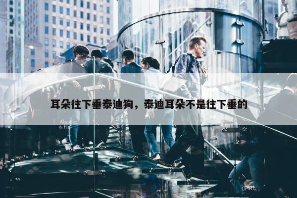 耳朵往下垂泰迪狗，泰迪耳朵不是往下垂的