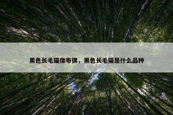黑色长毛猫像布偶，黑色长毛猫是什么品种