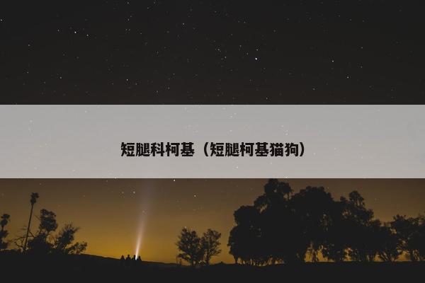 短腿科柯基（短腿柯基猫狗）