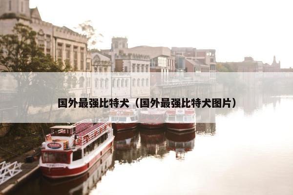 国外最强比特犬（国外最强比特犬图片）