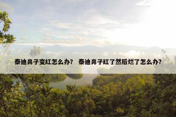 泰迪鼻子变红怎么办？ 泰迪鼻子红了然后烂了怎么办？