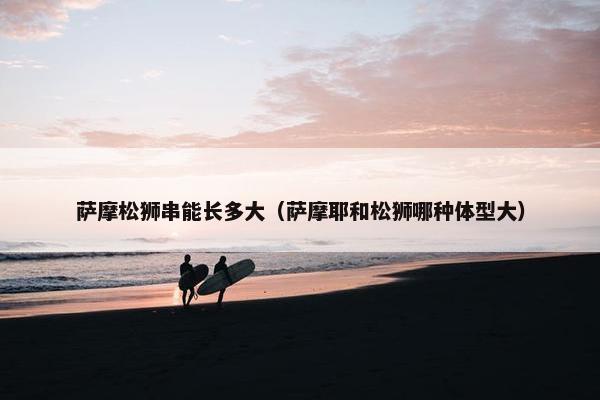 萨摩松狮串能长多大（萨摩耶和松狮哪种体型大）