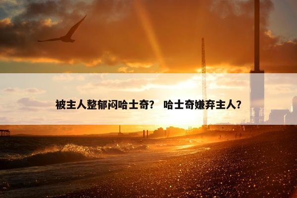 被主人整郁闷哈士奇？ 哈士奇嫌弃主人？