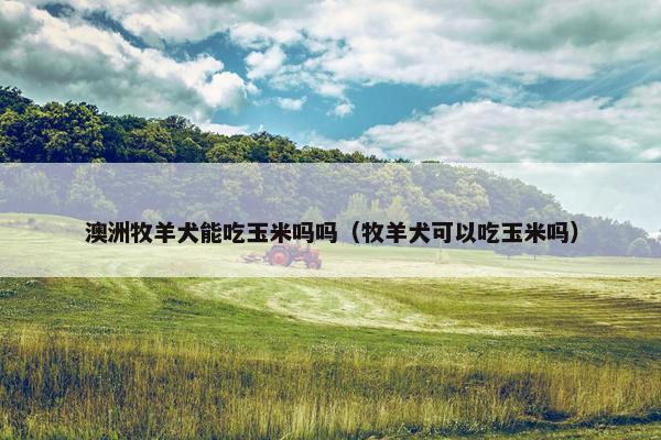 澳洲牧羊犬能吃玉米吗吗（牧羊犬可以吃玉米吗）