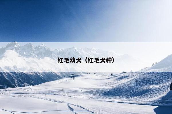 红毛幼犬（红毛犬种）