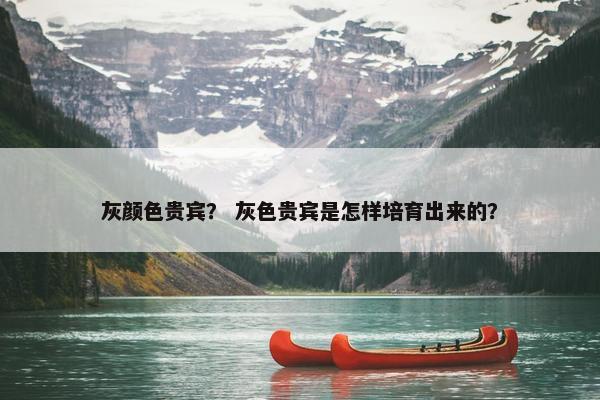 灰颜色贵宾？ 灰色贵宾是怎样培育出来的？