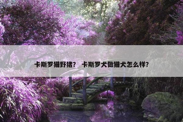 卡斯罗猎野猪？ 卡斯罗犬做猎犬怎么样？