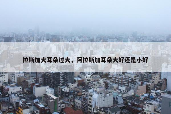 拉斯加犬耳朵过大，阿拉斯加耳朵大好还是小好